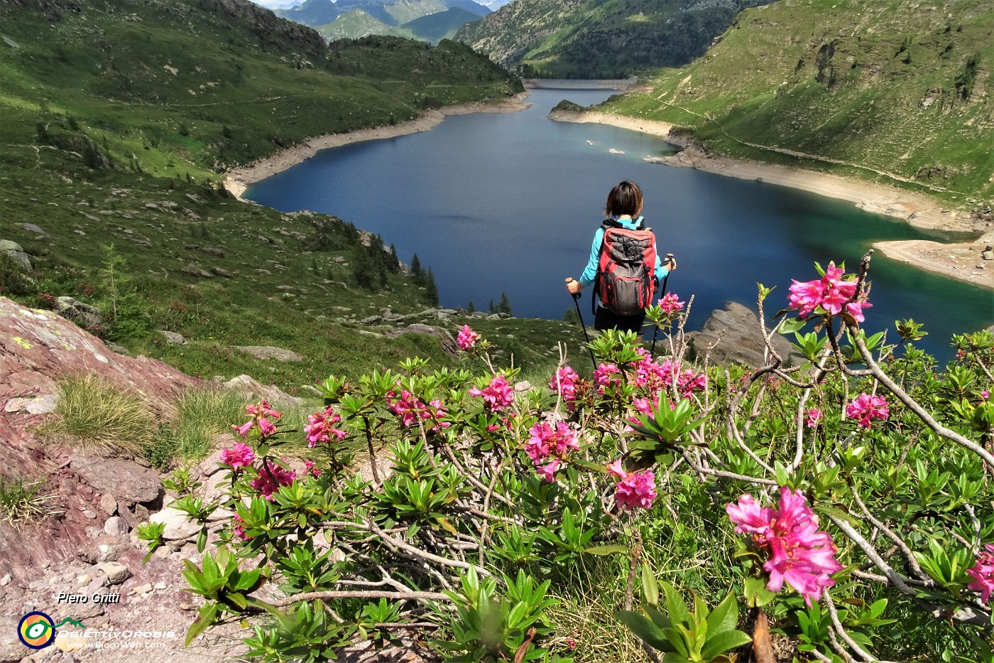 63 Scendiamo ai Laghi Gemelli tra rododendri rossi in fiore.JPG